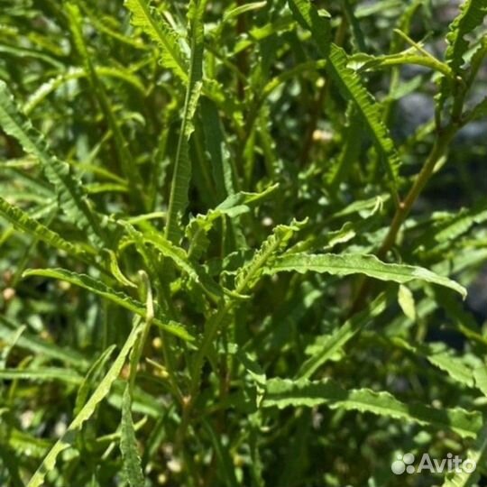 Крушина ломкая Рон Уильямс (1 саженец в горшке 15