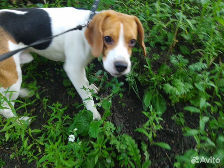 Собака бигль