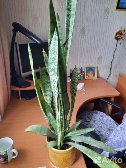 Цветок тещин язык