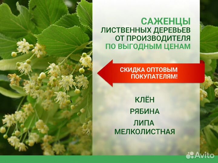 Липа, рябина, клен из питомника