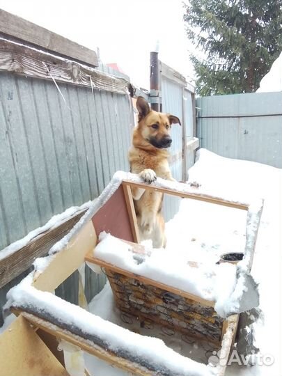 Отдам в добрые руки