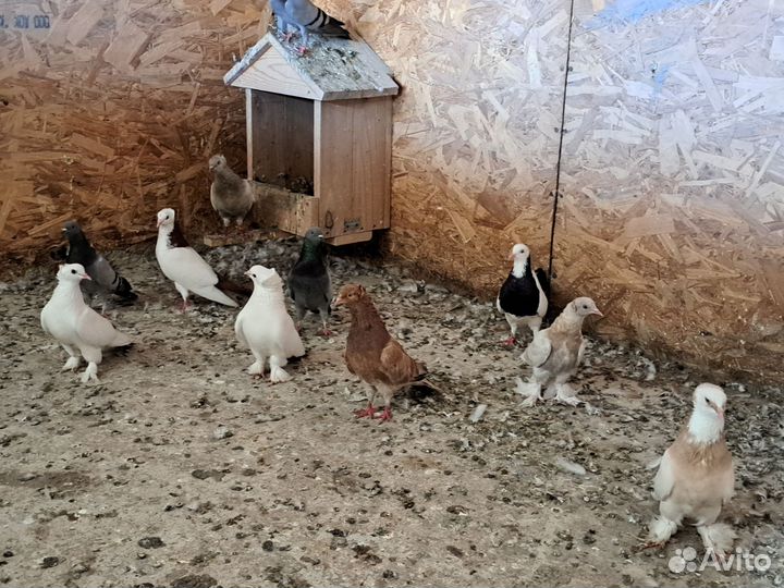 Продажа голубей