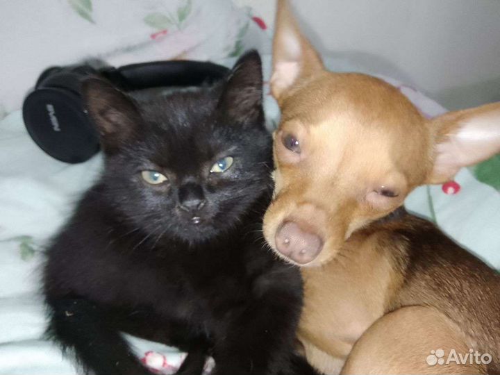 Вязка мини той-терьер