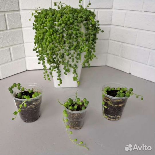 Пеларгония герань