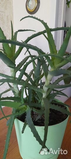 Алое лечебное с горшком