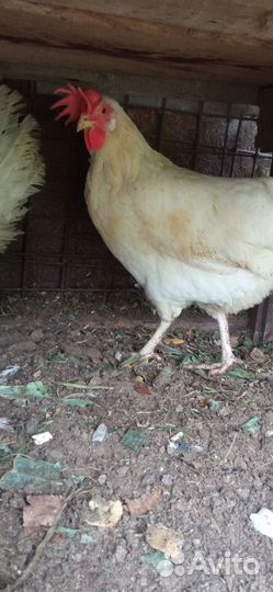 Куры несушки