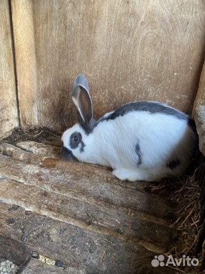 Кролики породы строкач