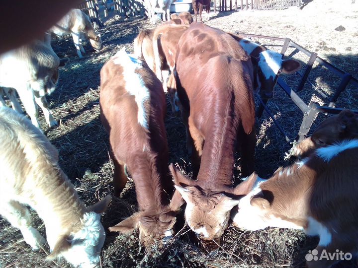 Бычки и быки