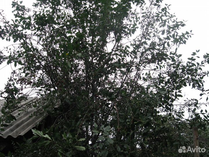 Саженцы ирга, жимолость, вишня