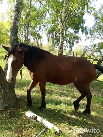 Лошадь кобыла