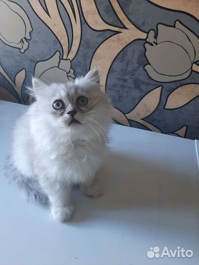 Персидская шиншилла
