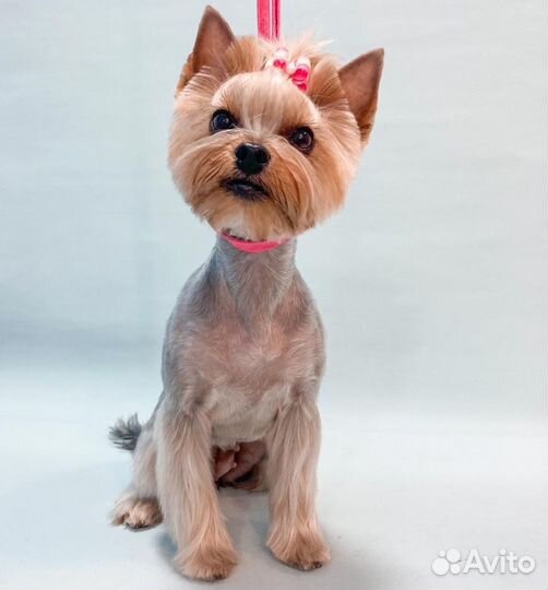 Стрижка собак и кошек на Кошевого