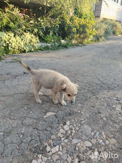 Щенок в добрые руки