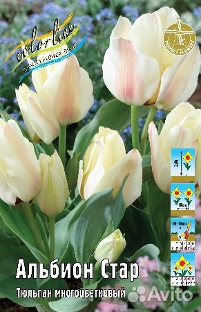 Тюльпаны многоцветковые