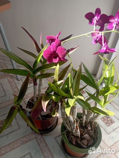 Сансиеверии и Дендробиум