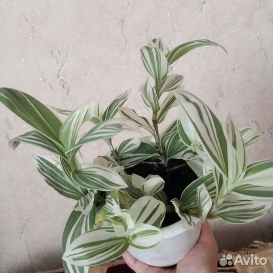 Традесканция кустовая