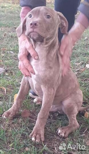 Щенки питбультерьера