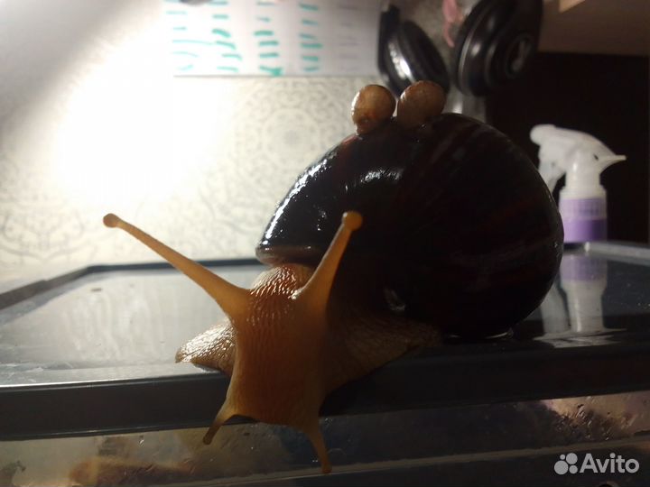 Улитки ахатины