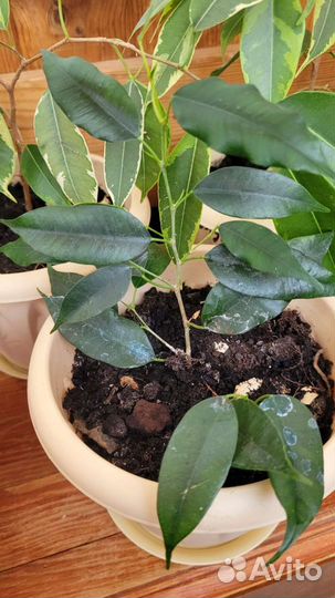 Фикус бенджамина и гибискус