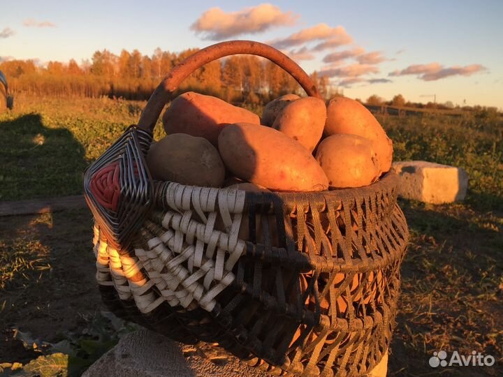 Картофель с доставкой