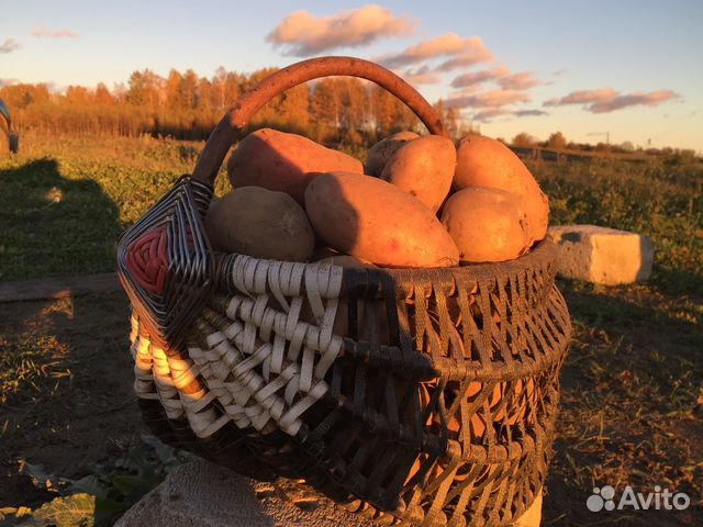 Картофель с доставкой