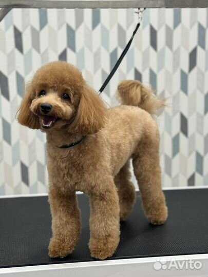 Груминг стрижка собак и кошек