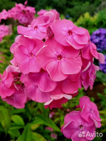 Флоксы сортовые