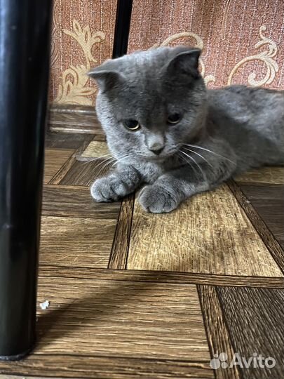 Отдам кота в добрые руки