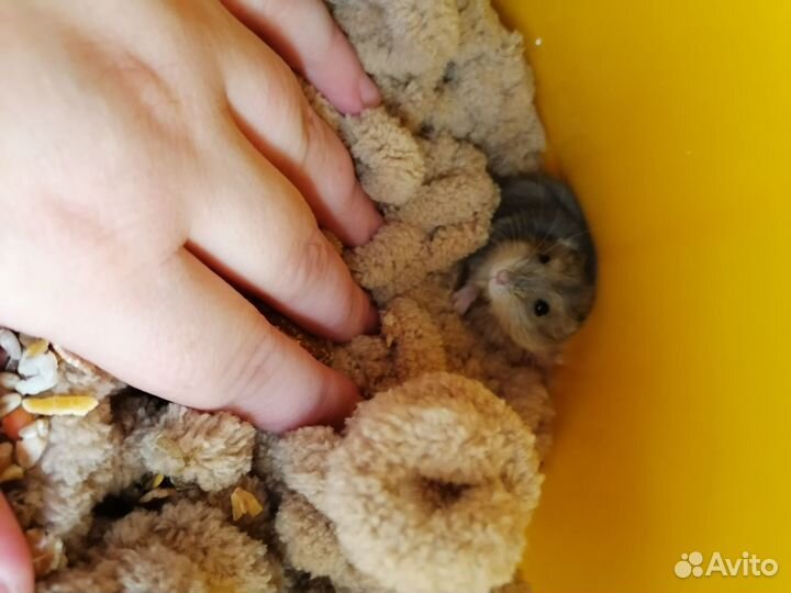 Джунгарский хомяк бесплатно