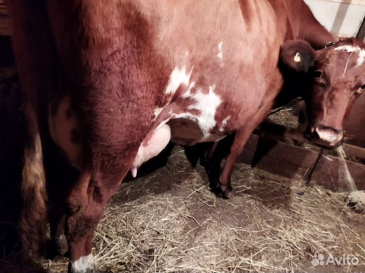 Корова высокоудойная