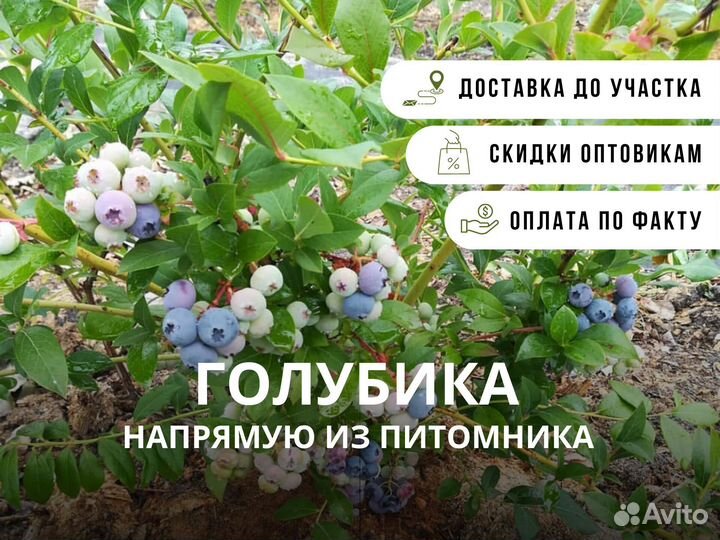Голубика из питомника