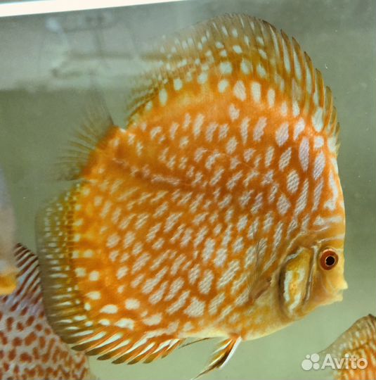 Пиджен Чеккерборд