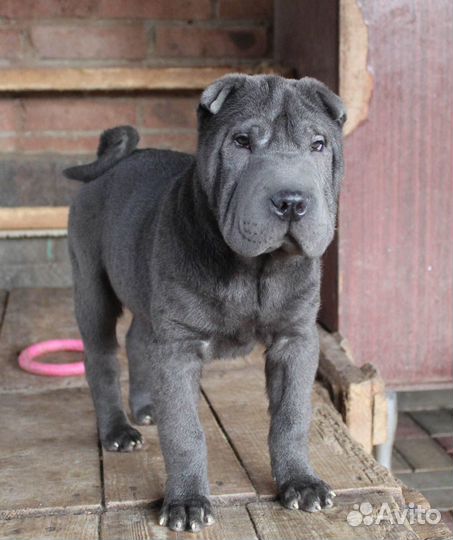 Шарпей щенки