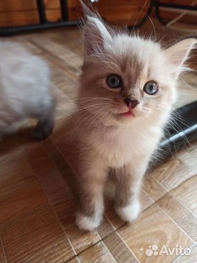 Невские маскарадные котята