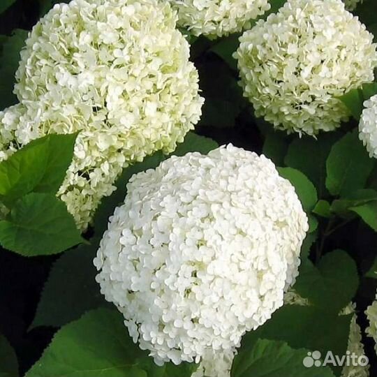 Гортензия древовидная анабель