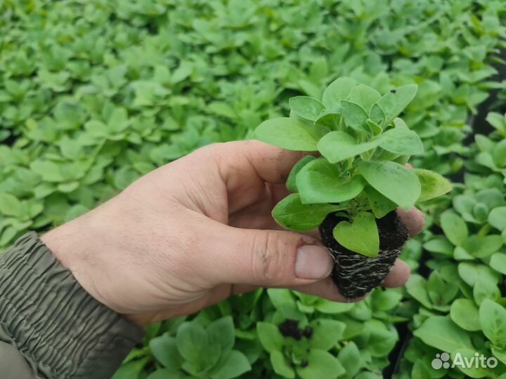 Черенок ампельной петунии вегетативная рассада опт