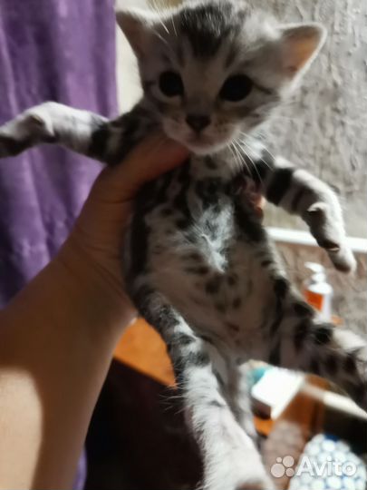 Британские котята