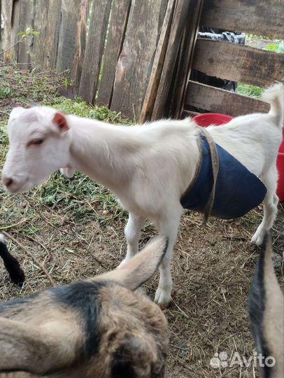 Козел Зааненский