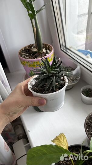 Суккуленты хавортия