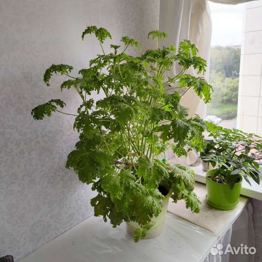 Герань душистая