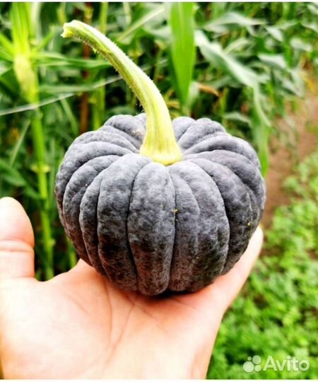 Семена тыквы