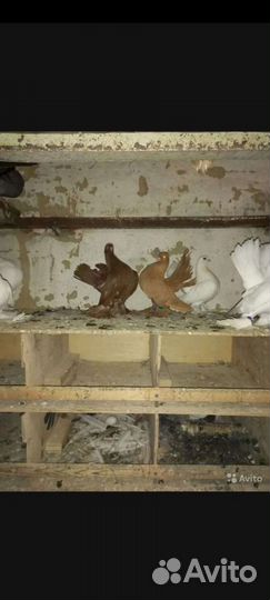 Продажа голубей