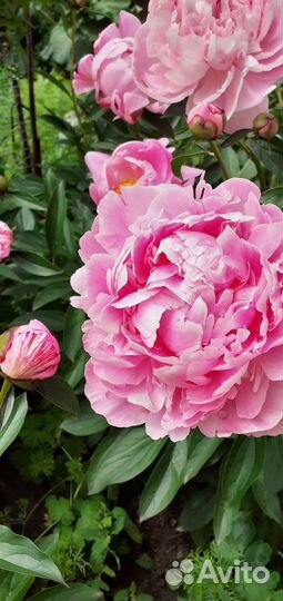 Пионы Сара Бернар саженец