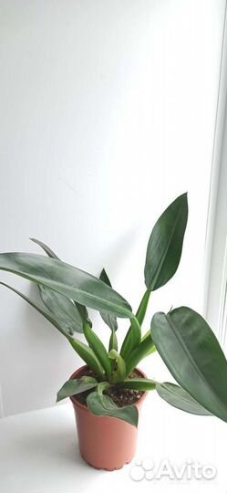 Филодендрон Martianum