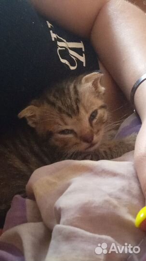 Отдадим котика в добрые руки