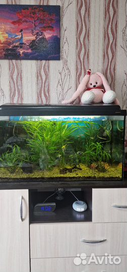 Аквариум