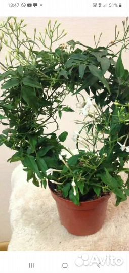 Жасмин полиантовый