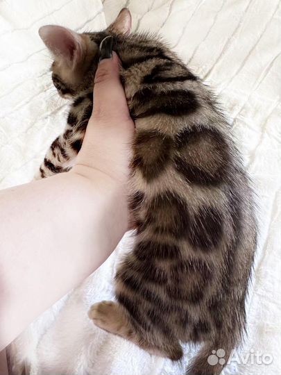 Бенгальские котята