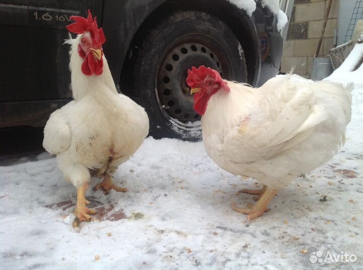 Цыплята мясного кросса (бройлер)