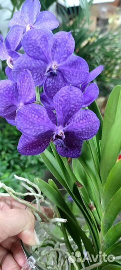 Орхидея Ванда цветущая в вазоне